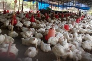 Bird flu on the rise in Kathmandu, infection confirmed at 82 locations