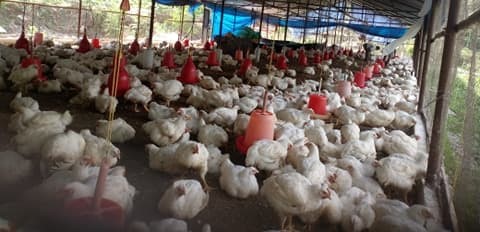 Bird flu on the rise in Kathmandu, infection confirmed at 82 locations